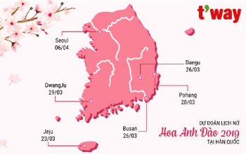 Dự báo lịch nở hoa anh đào tại Hàn Quốc 2019-02
