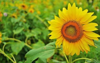 south-korea-sunflowers